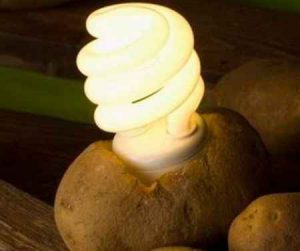 Бесплатное электричество из картошки в домашних условиях